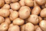 Выбор места и подготовка почвы для посадки картофеля